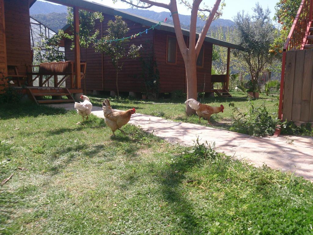 Sera Pansiyon Çıralı Eksteriør billede